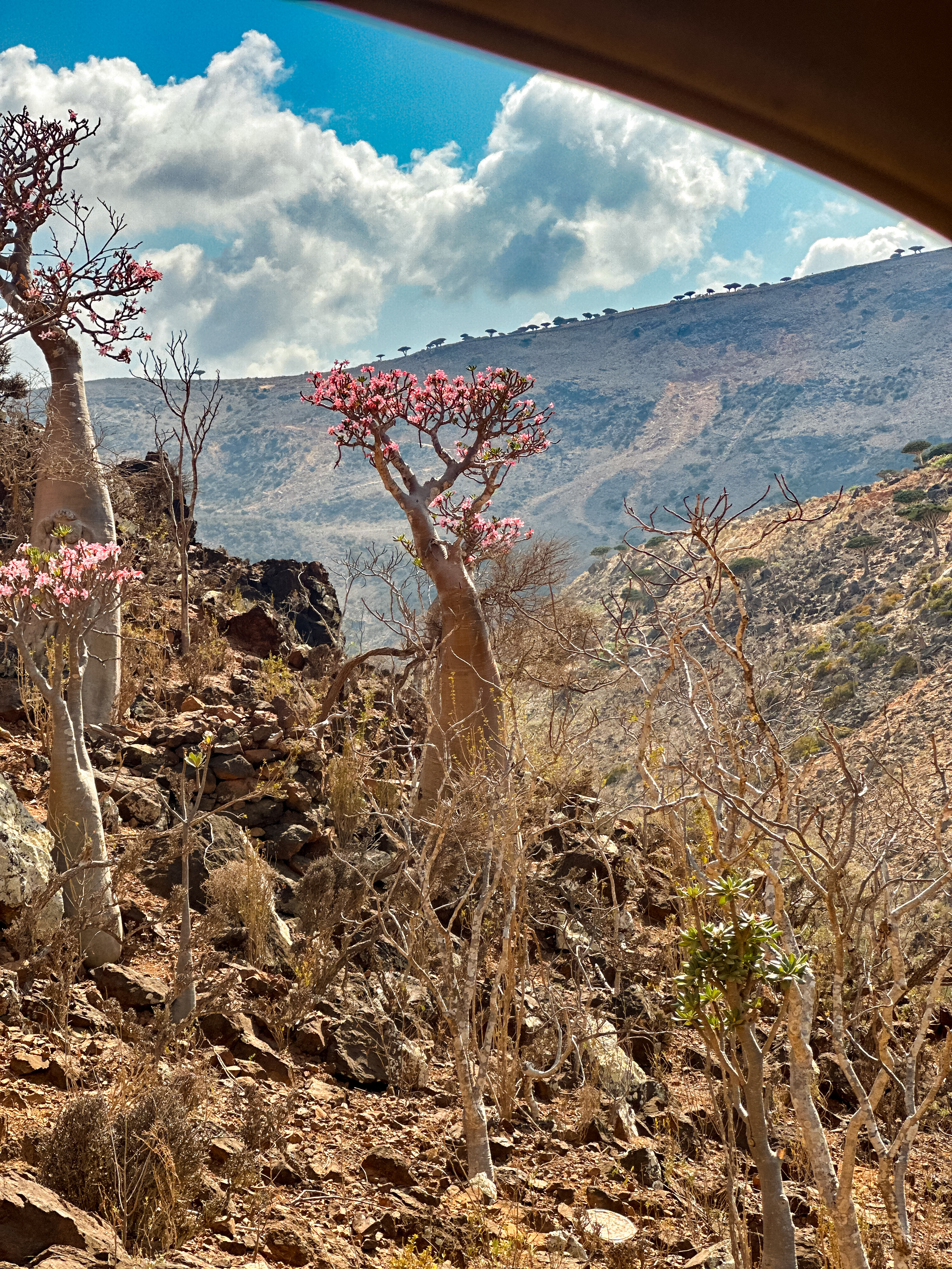 bottle trees on socotra island in yemen