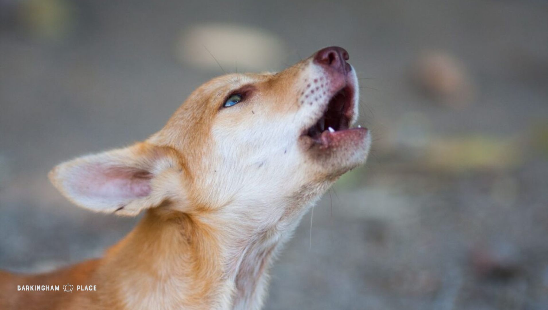why is my dog howling why is my dog howling