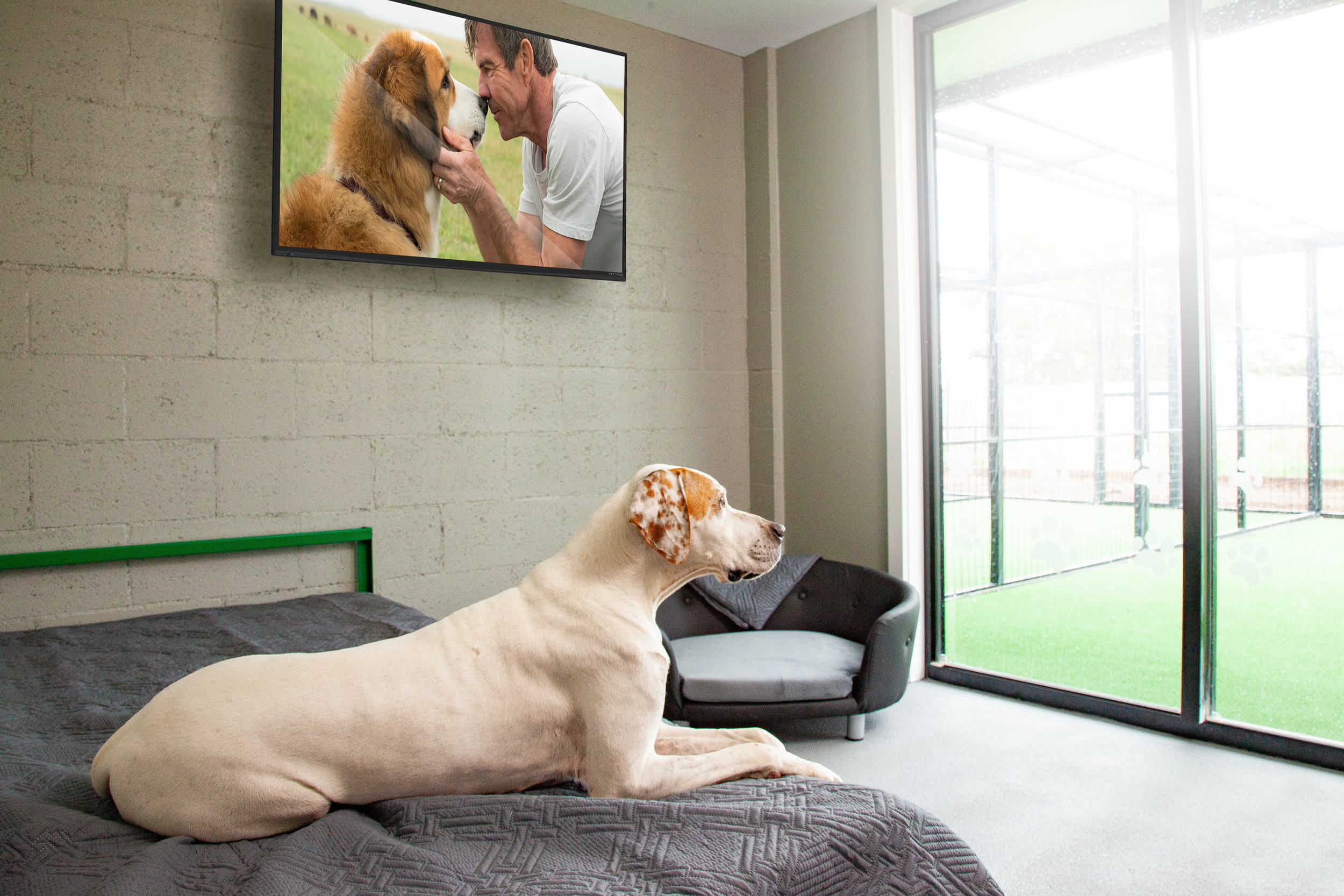 dog daycare pricing austin dog daycare cost