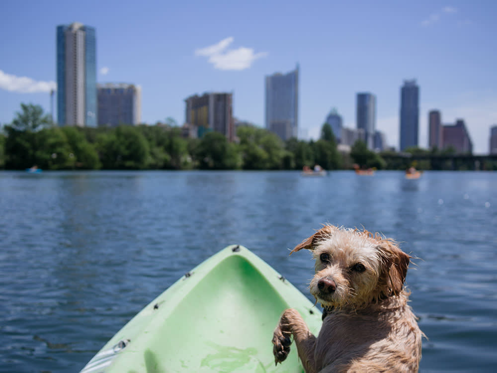 moving to austin with a dog moving to austin with a dog