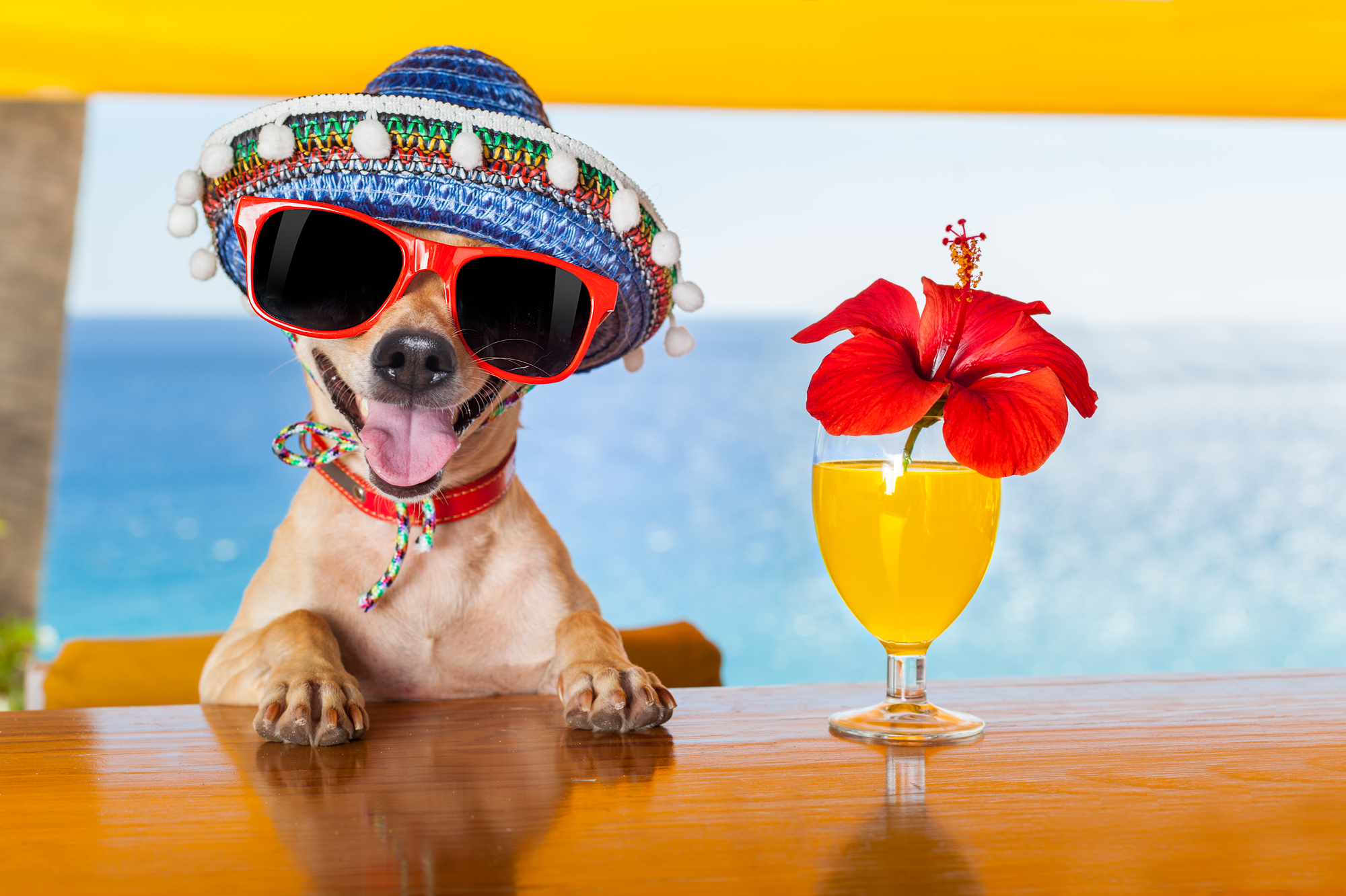 What to Pack for Your Dog’s First Boarding Stay What to Pack for Your Dog’s First Boarding Stay