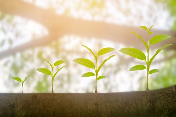 Transformation and growth Transformation and growth