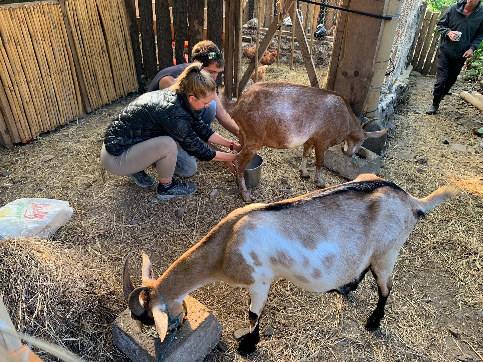 milking goats