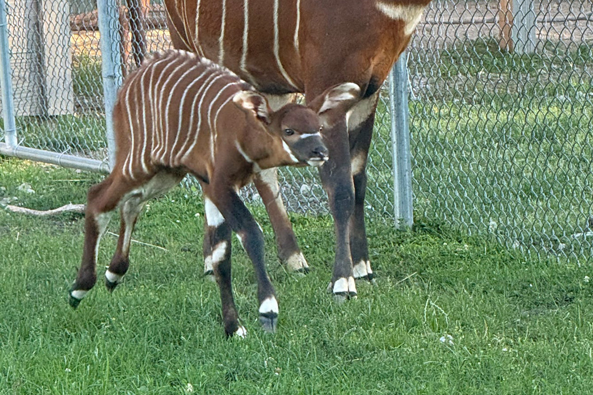 Bongo
