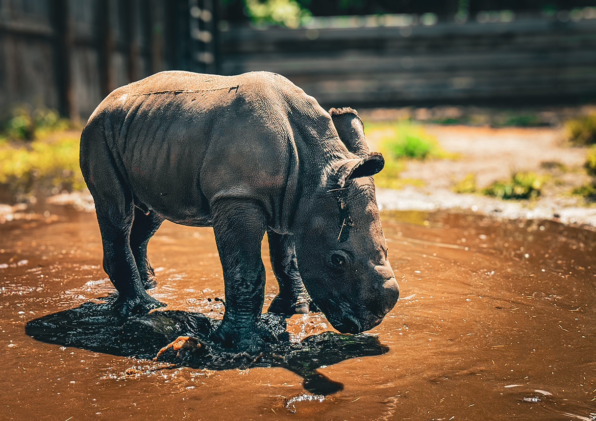 Baby Rhino