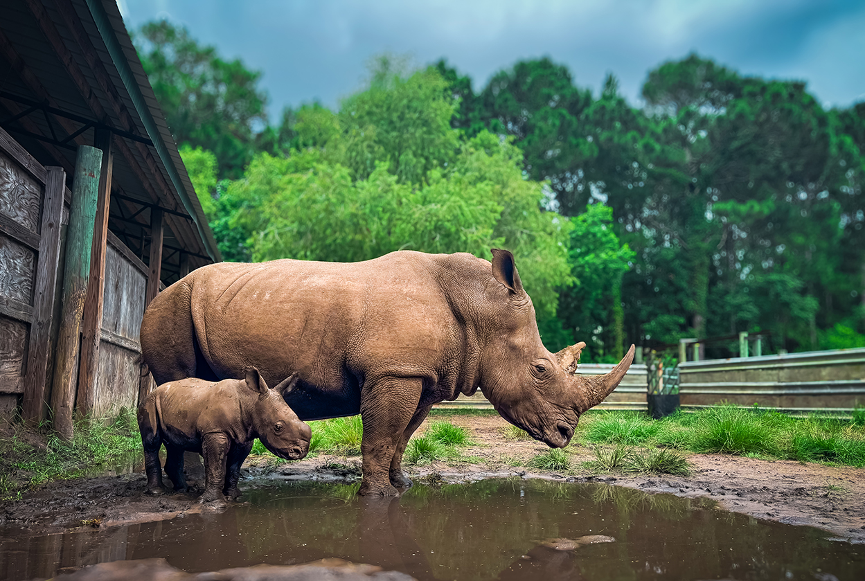 Rhino