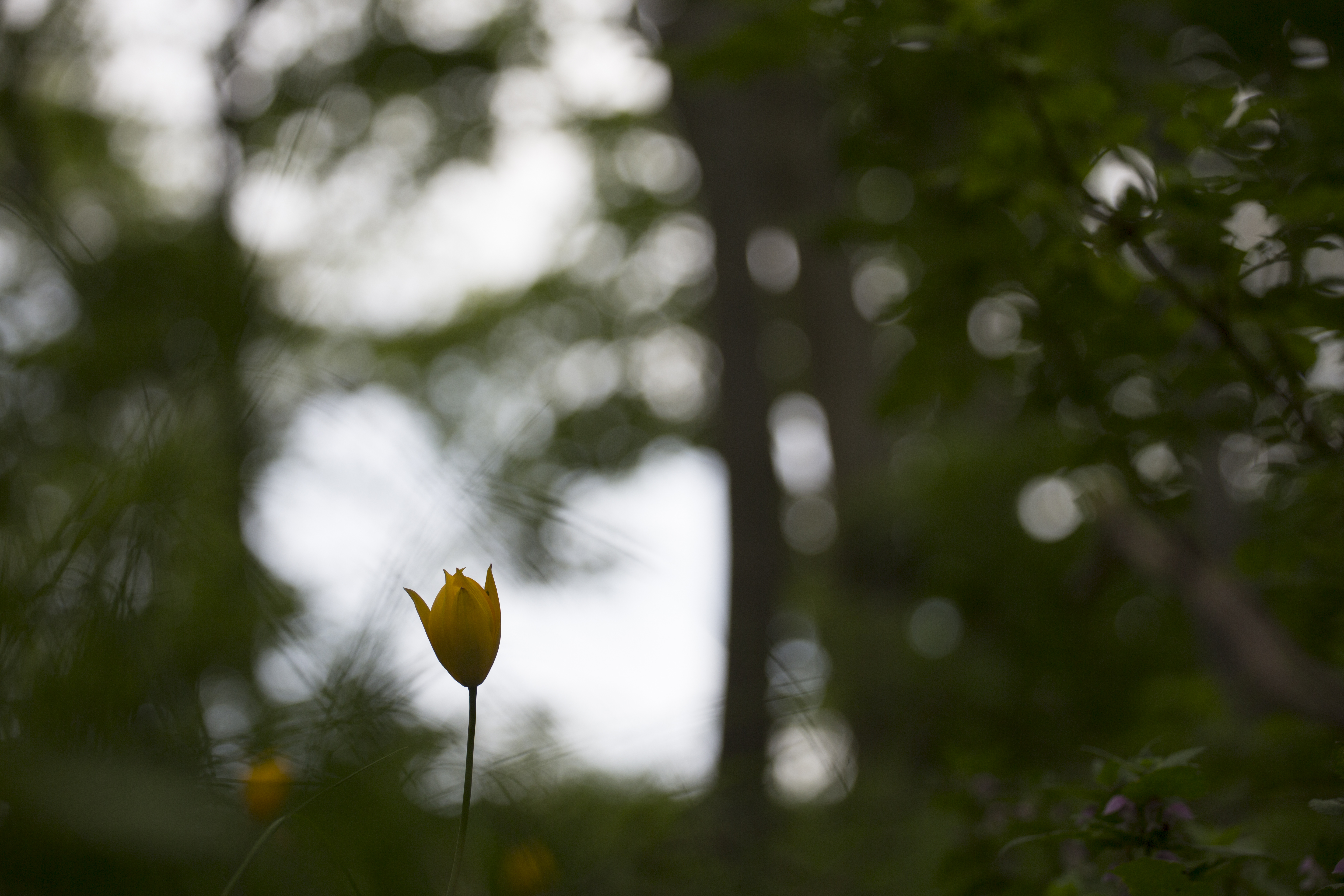 Nature photography by Giannis Gogos