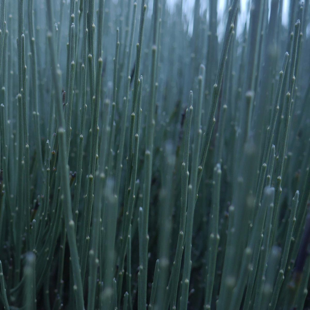 Calm Pieces Foggy Glass Calm Pieces Foggy Glass