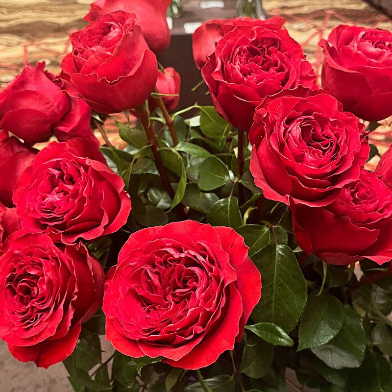Victorian Red Garden Rose Award Winning Quality from Dream Farms
