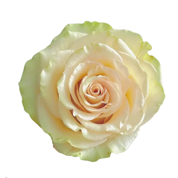 Victorian Red Garden Rose Award Winning Quality from Dream Farms
