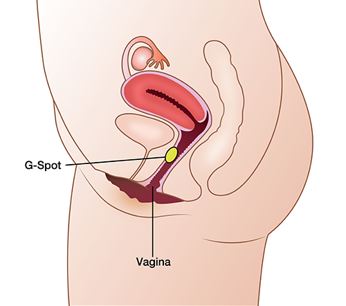 alt: illustration of the female g-spot alt: illustration of the female g-spot