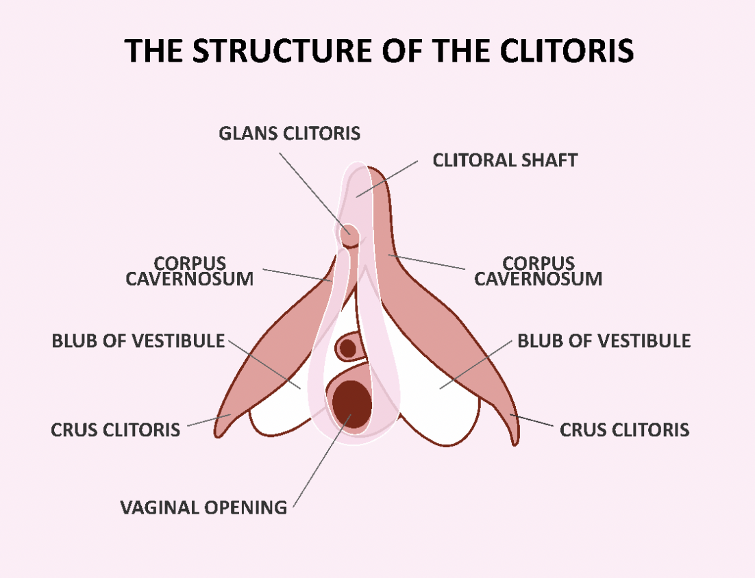 alt: Structure of the clitoris