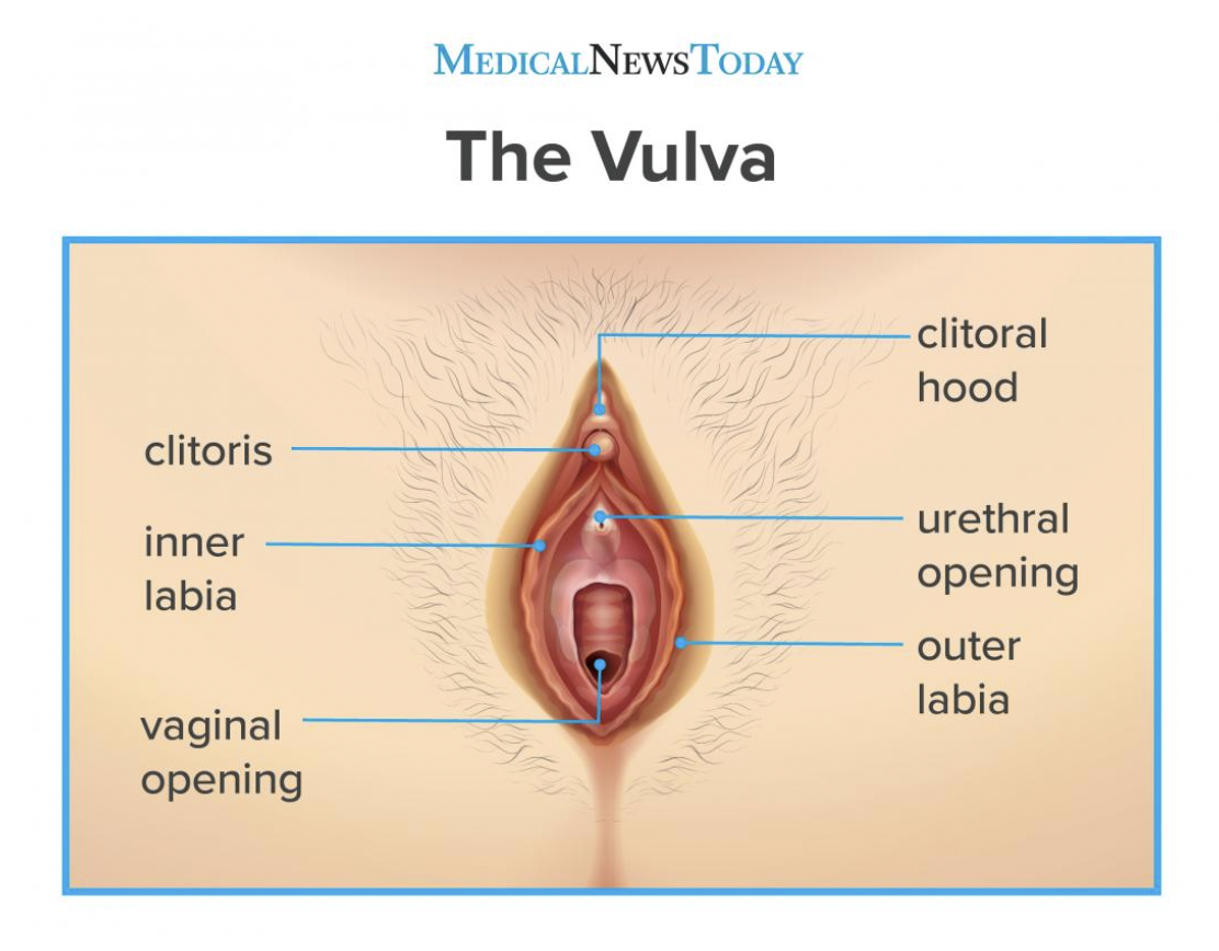 alt: Structure of the vulva