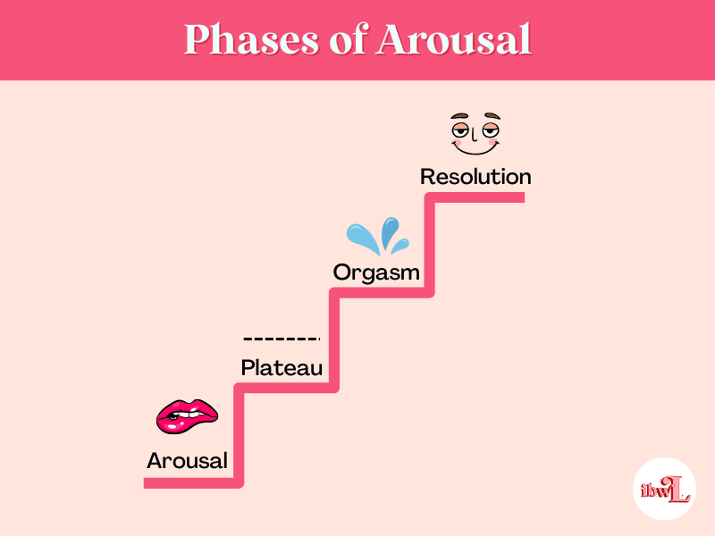 Image showing the phases of arousal