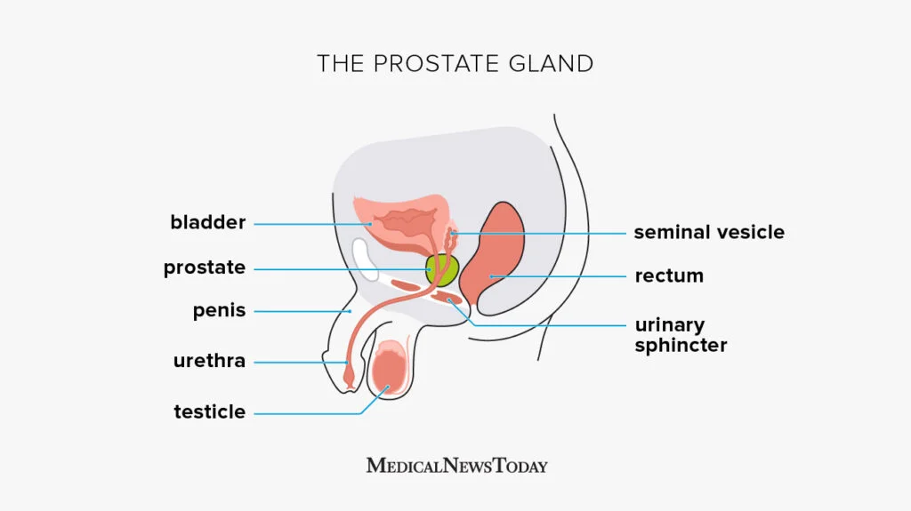 illustration of male prostate gland