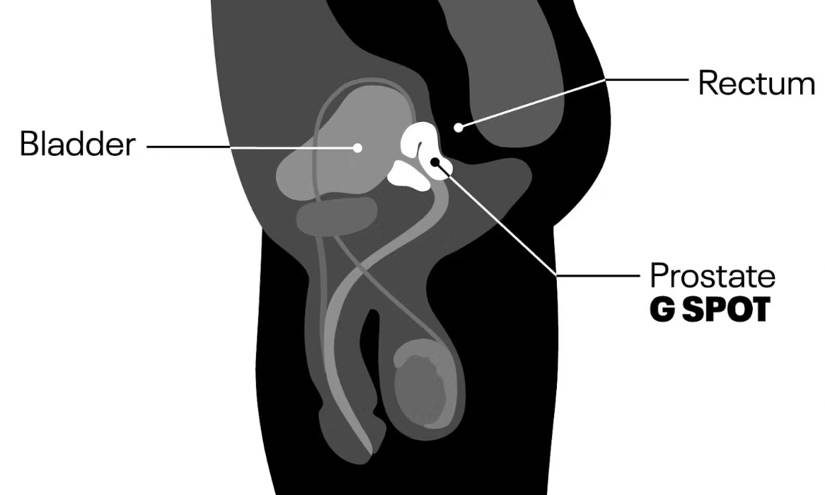 P-Spot location in male body