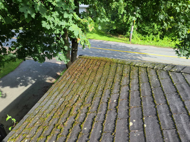 Mold on Roof and Common Problems in New Rochelle