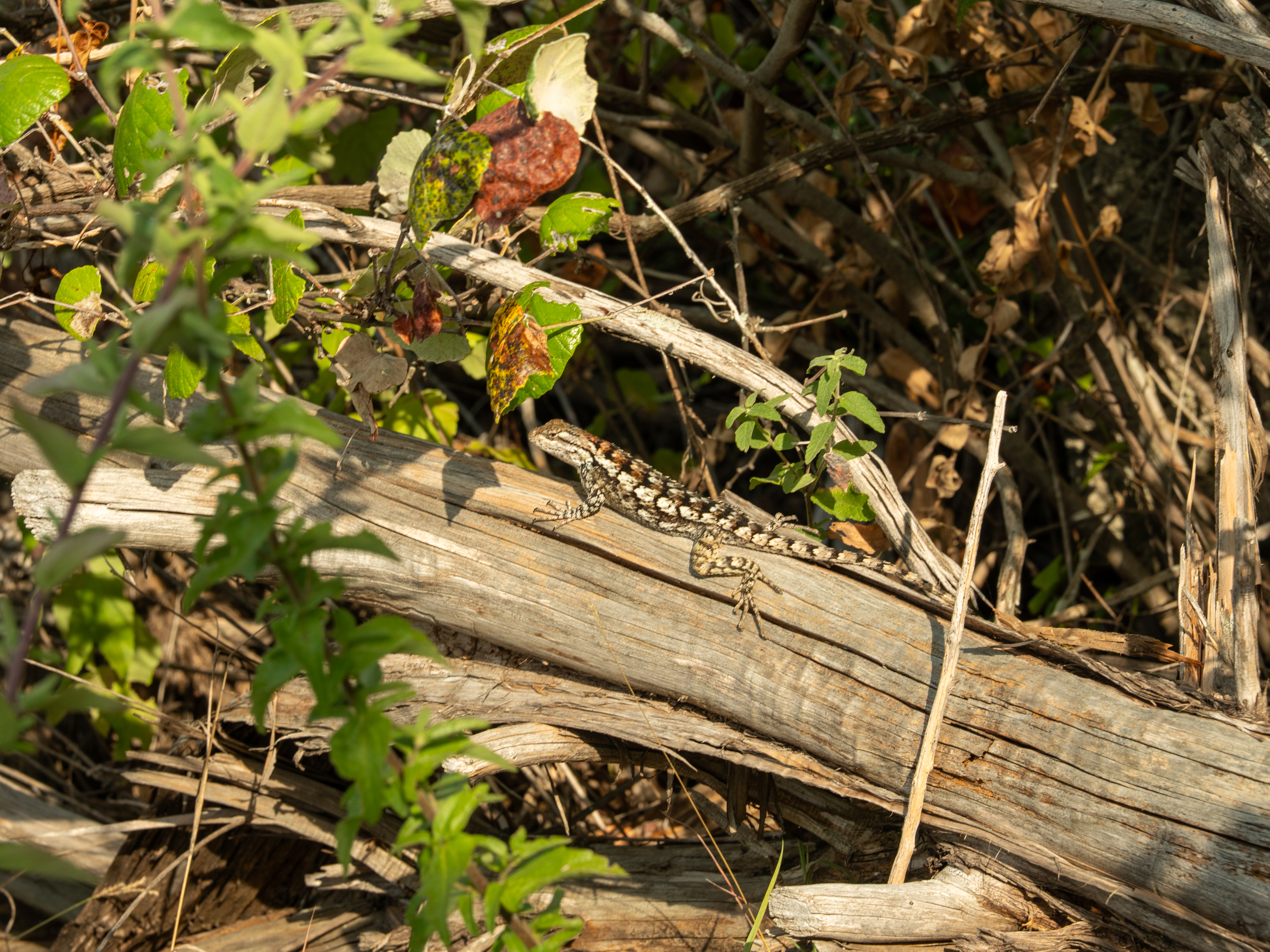 Texas spiny lizard camouflaged on a fallen tree branch at Pedernales Falls State Park in the Hill Country. Texas spiny lizard camouflaged on a fallen tree branch at Pedernales Falls State Park in the Hill Country.