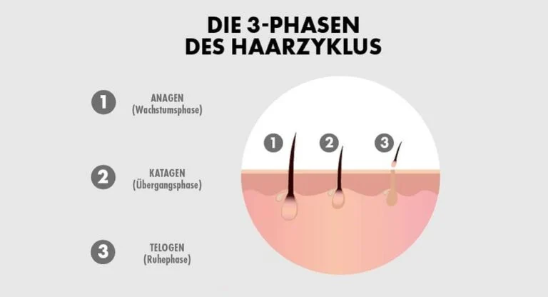 Infografik: Die 3-Phasen des Haarzyklus – Anagen (Wachstumsphase), Katagen (Übergangsphase) und Telogen (Ruhephase) im Querschnitt der Haut. Darstellung für die Erklärung der Haarentfernung mit Laser. Infografik: Die 3-Phasen des Haarzyklus – Anagen (Wachstumsphase), Katagen (Übergangsphase) und Telogen (Ruhephase) im Querschnitt der Haut. Darstellung für die Erklärung der Haarentfernung mit Laser.