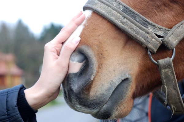 Womans hand on horses nose