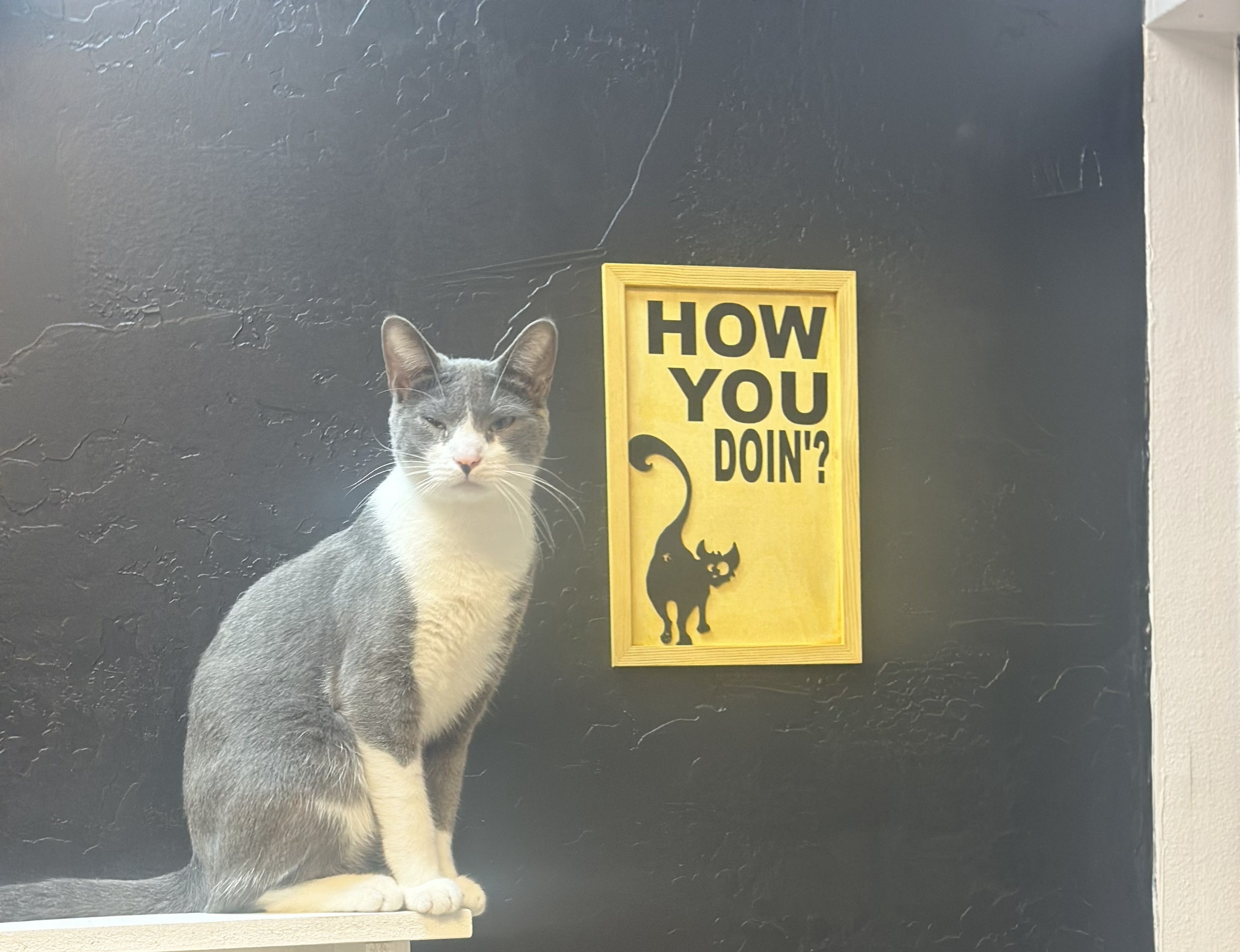 About Us | The Downtown Cat Co., image size:3024x2322