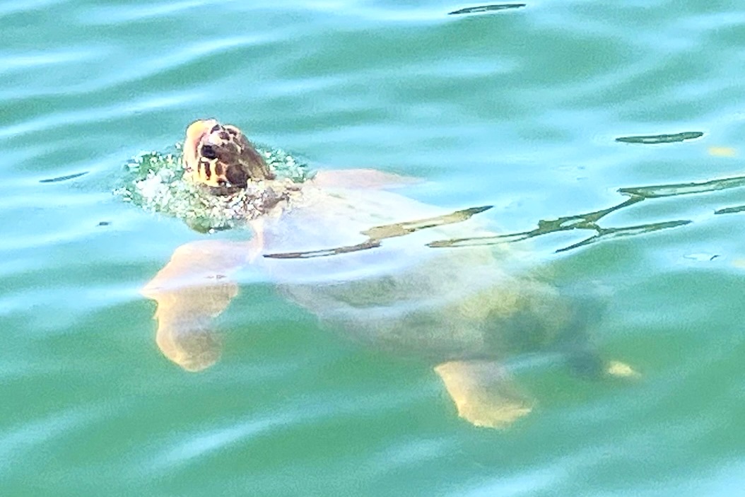 turtle turtle