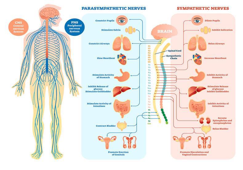 Vagus Nerve