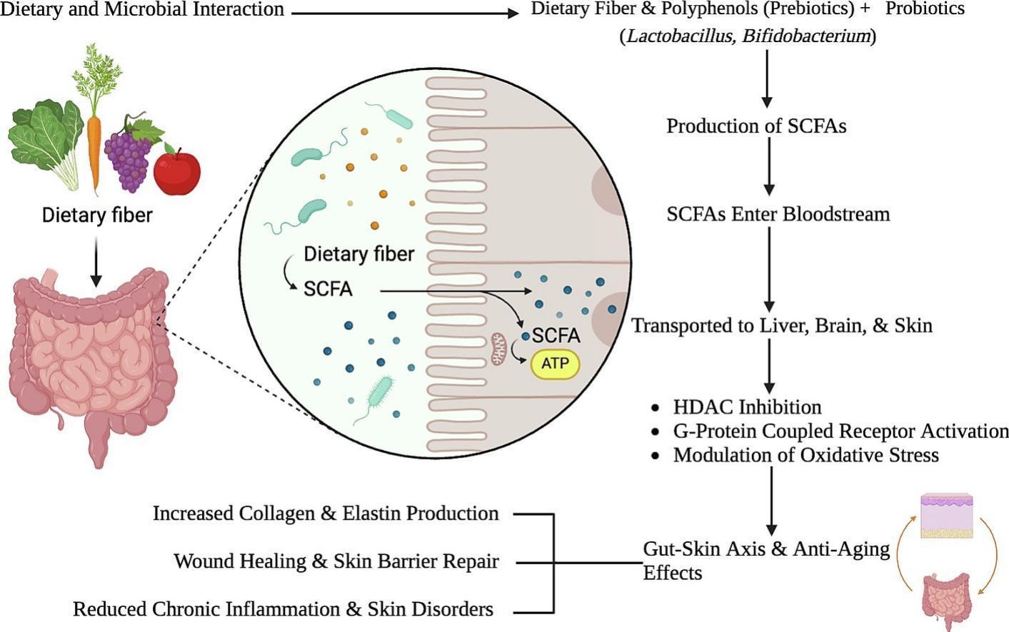 The skin-gut axis and short-chain fatty acids