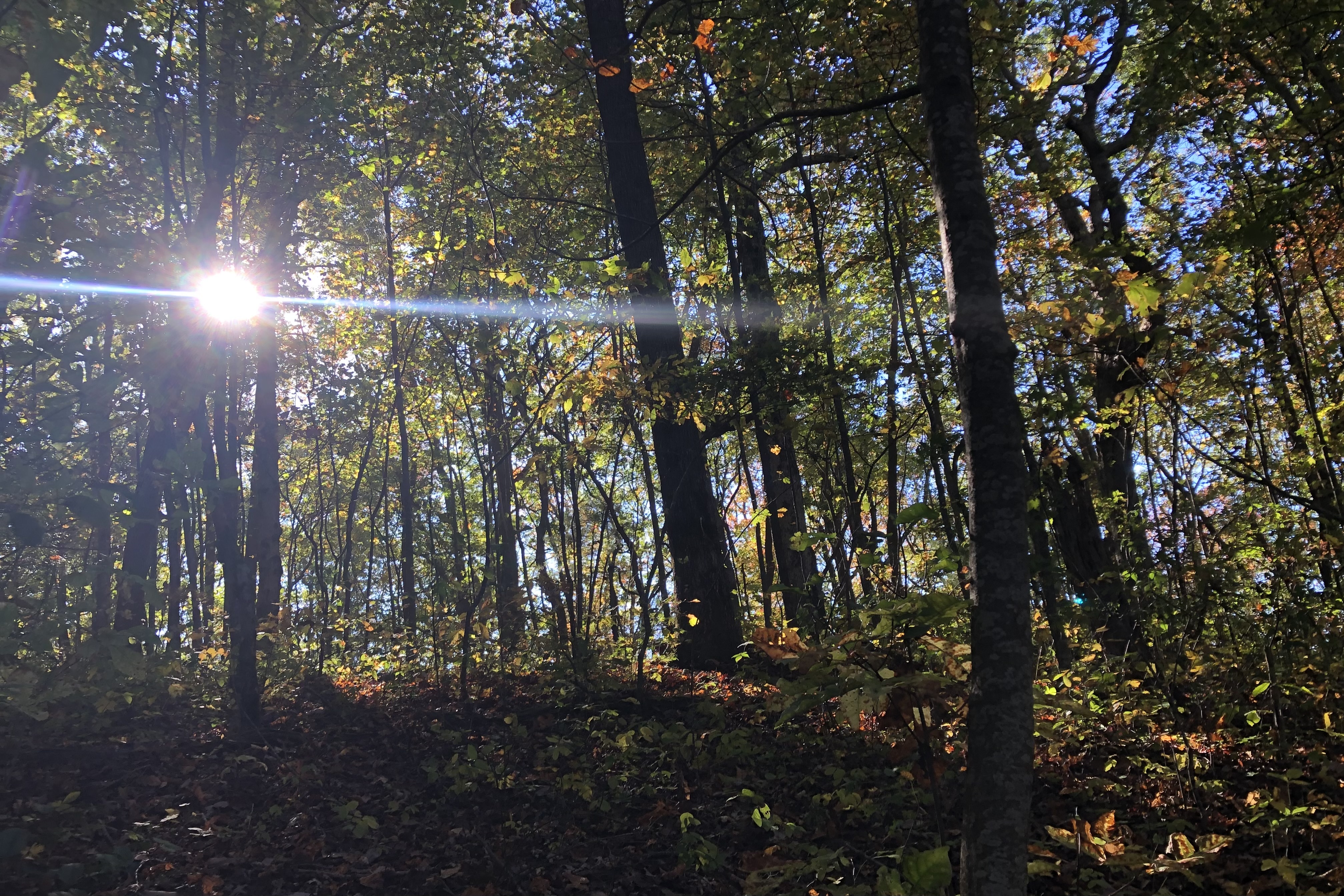 photo sun coming through tree canopy on Appalachian trail  photo sun coming through tree canopy on Appalachian trail