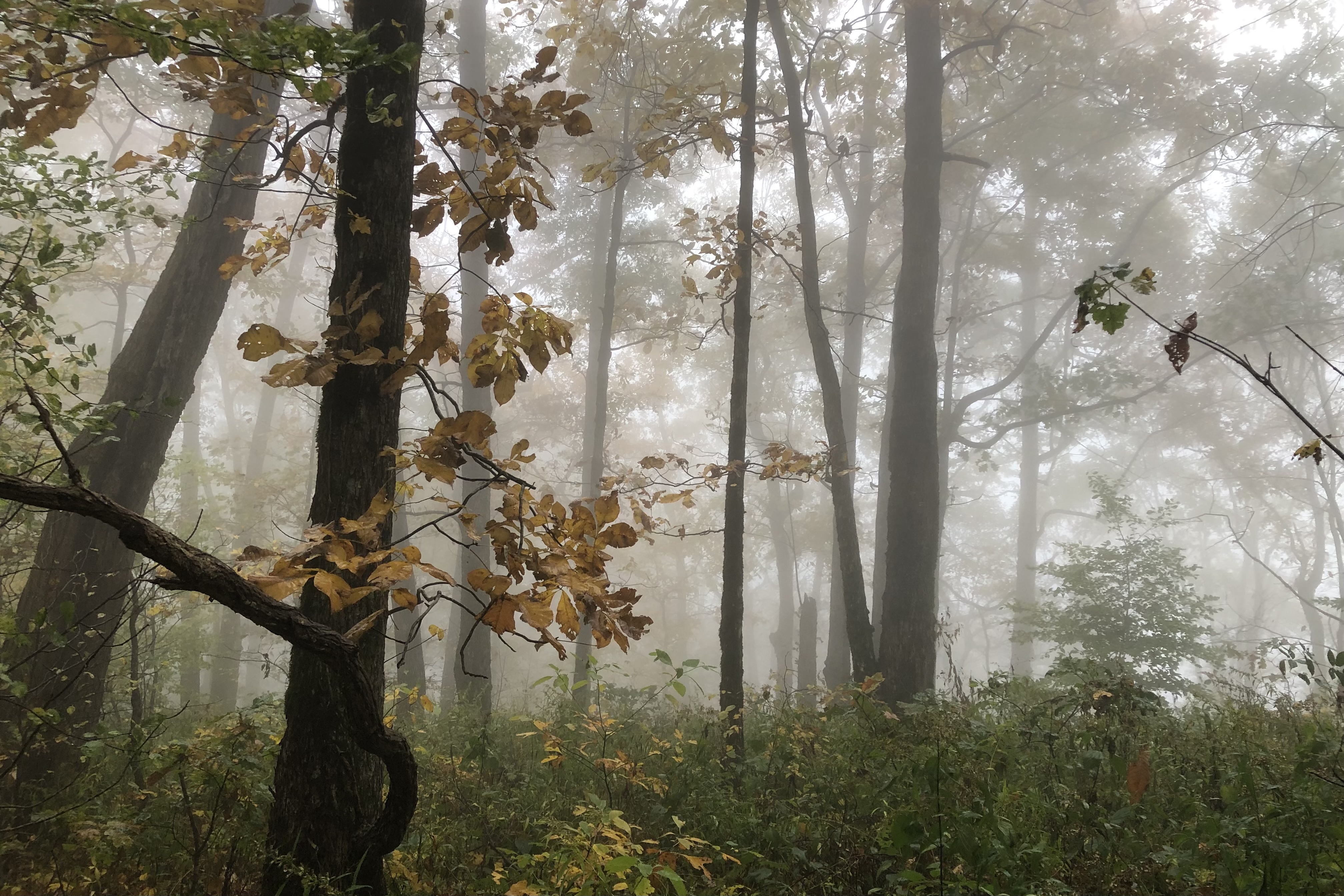 photo of mist and fog on the Appalachian trail  photo of mist and fog on the Appalachian trail