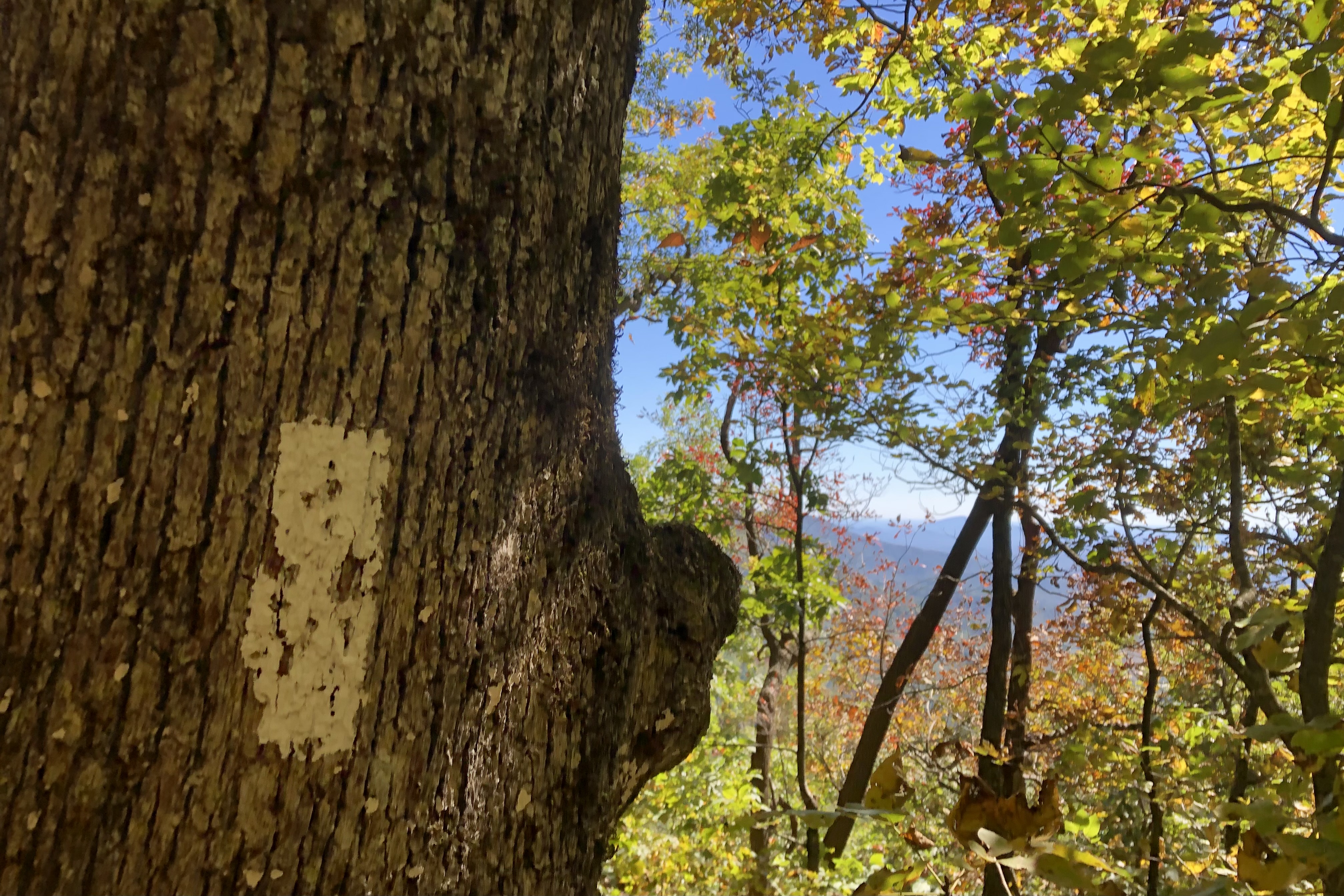 photo of white blaze on Appalachian Trail  photo of white blaze on Appalachian Trail