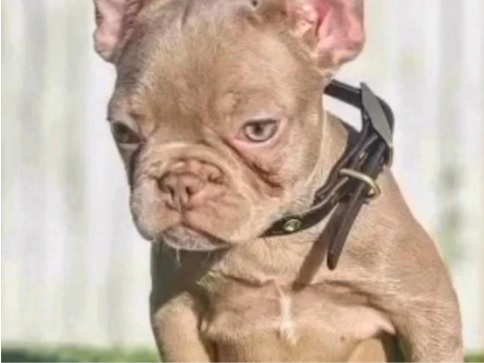 Neutering your Frenchie