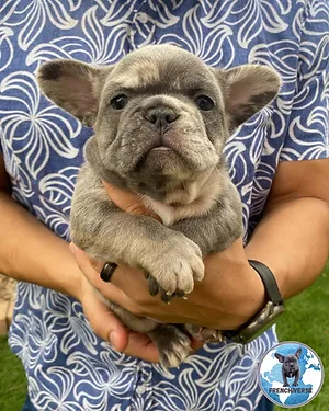 Frenchie image