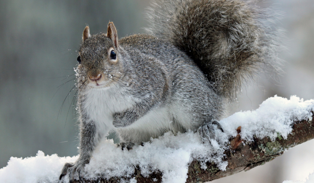 Did You Say Squirrel?