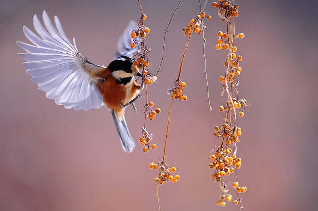 Bird Watching for stress relief Bird Watching for stress relief