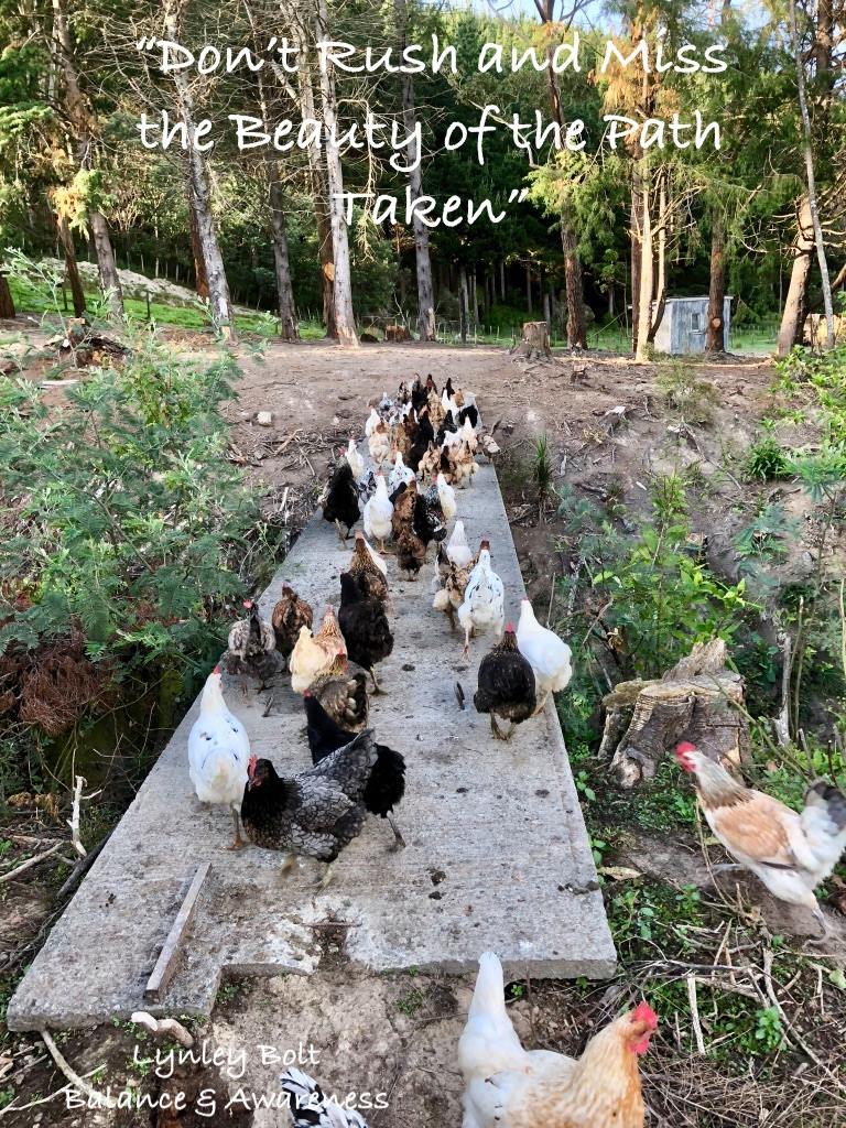 chickens on the bridge