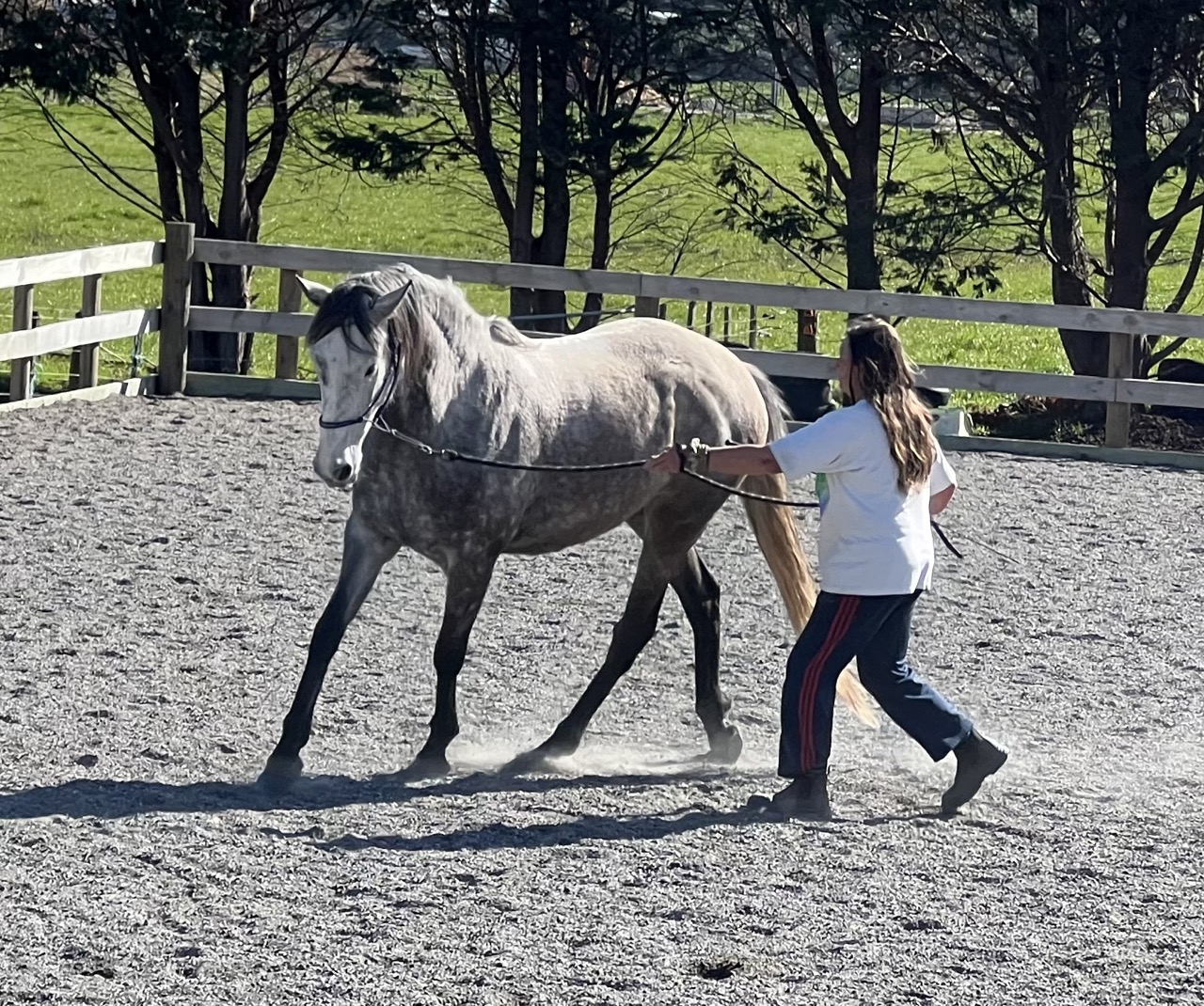 horse
