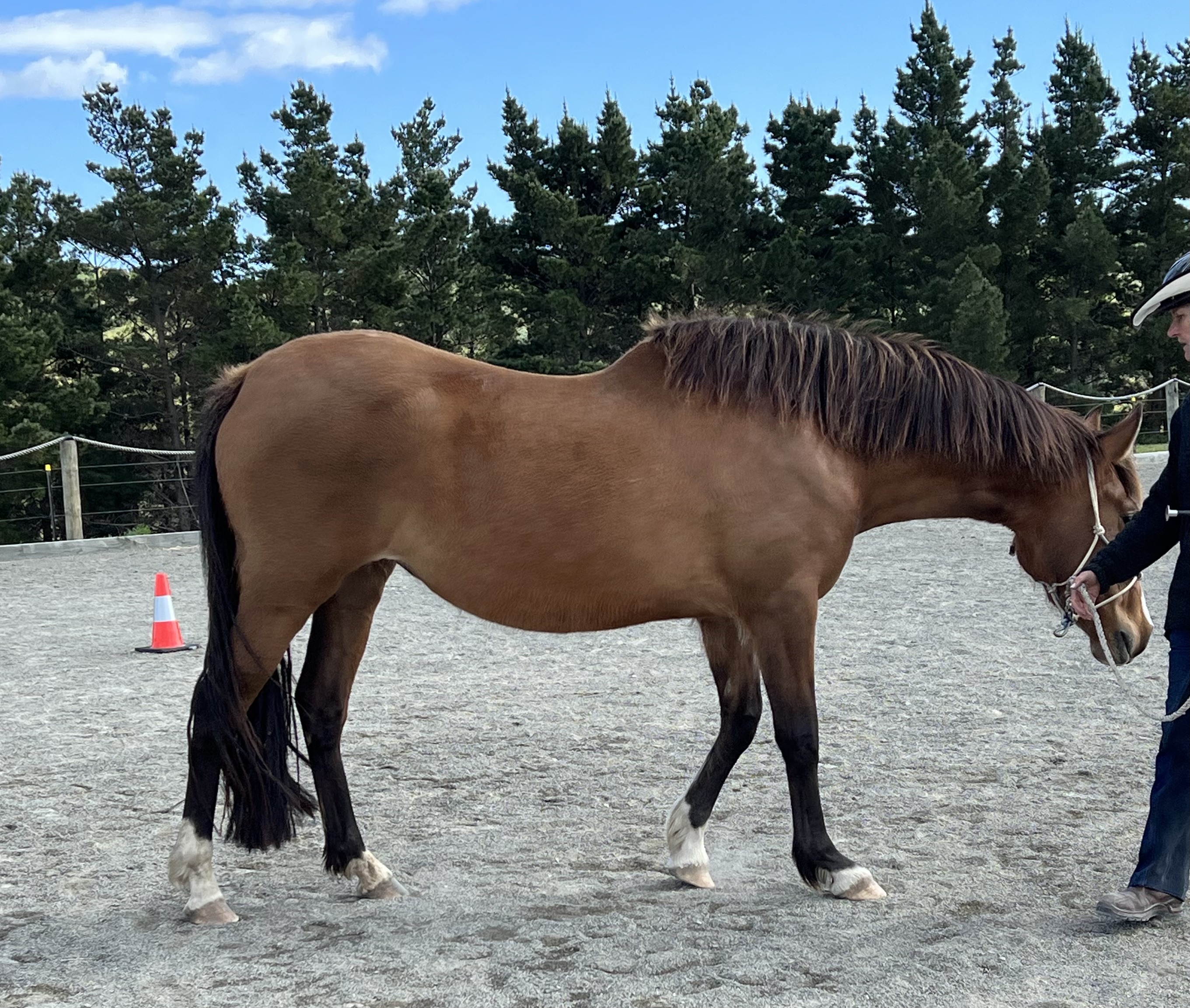 Young horse with very dipped back behind the withers