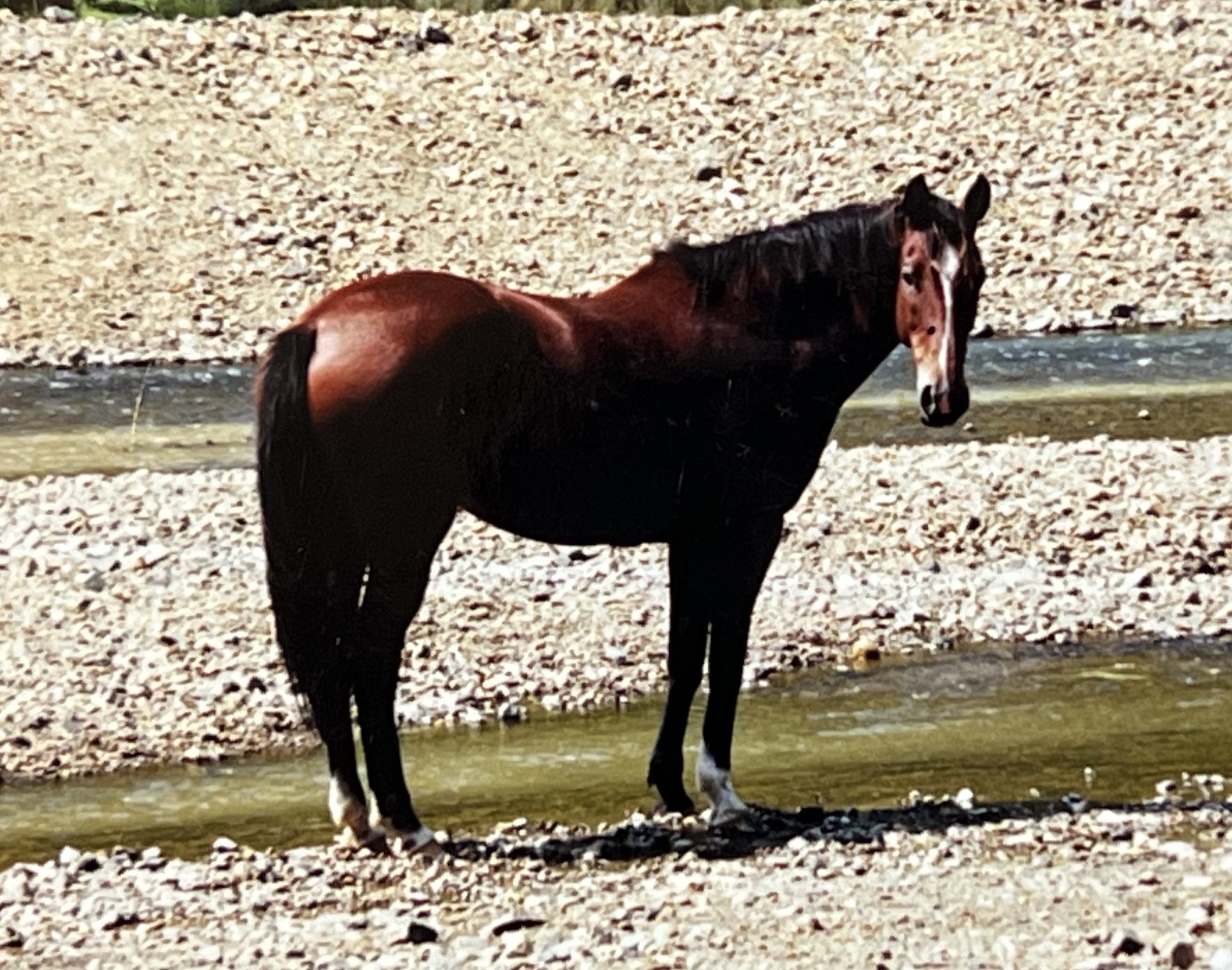 Laurrel waiting for me at the river while we were Mustering