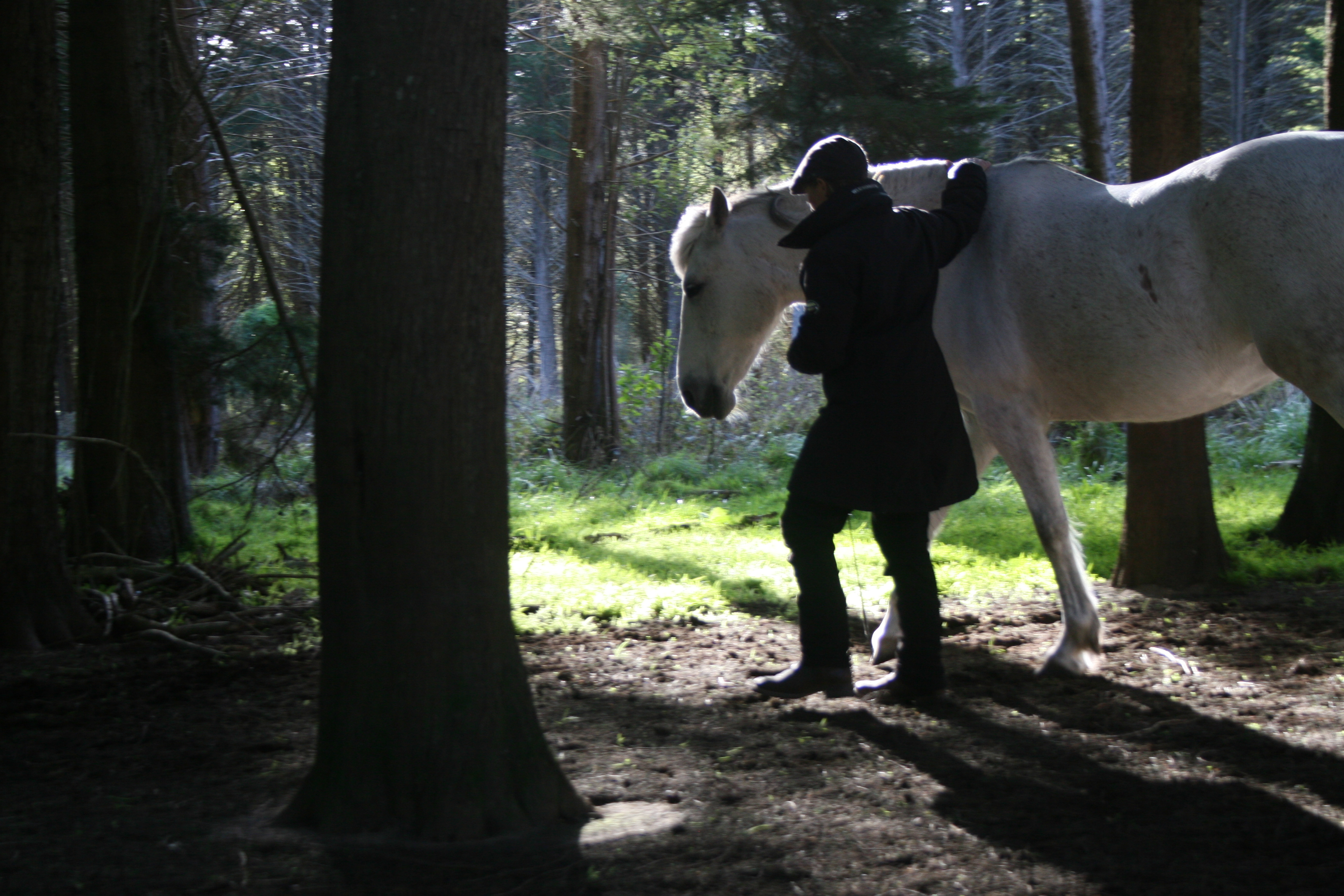 walking with my horse