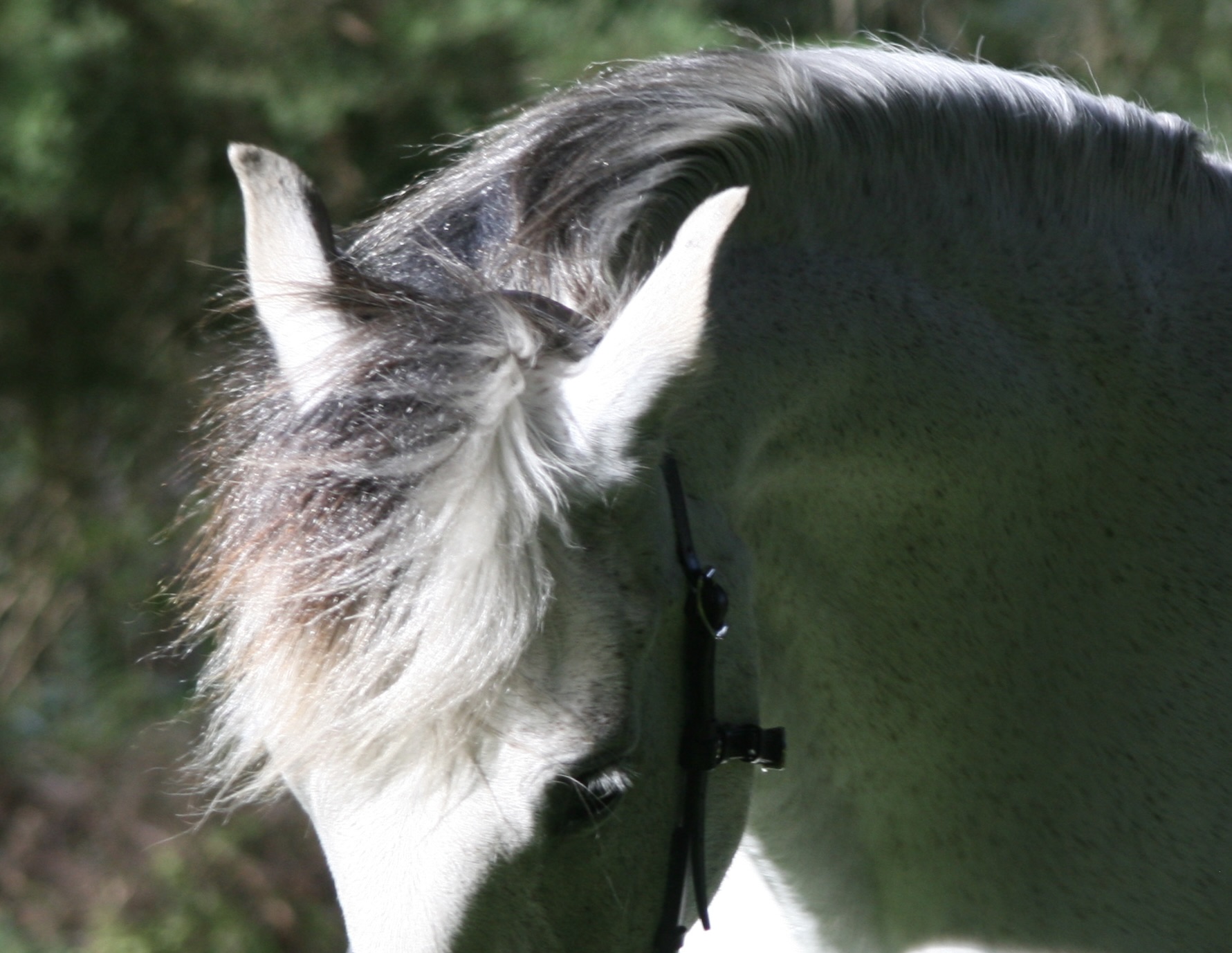 horse