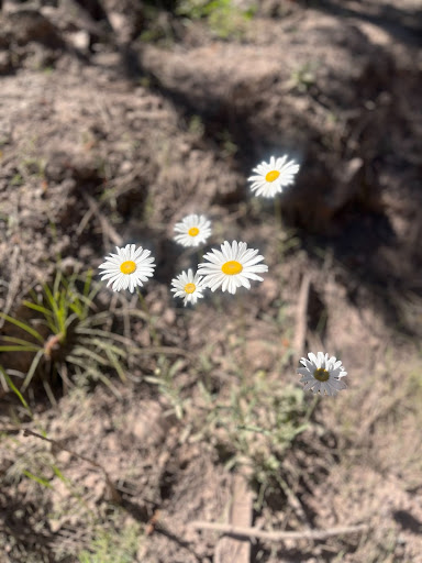 Controlled burn flower