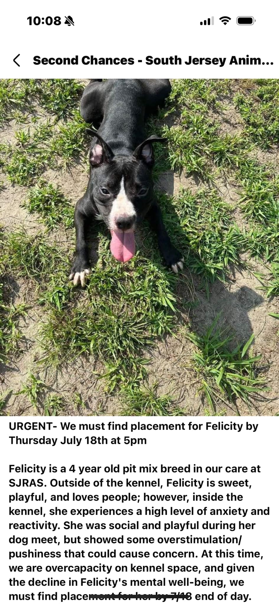 timestamped rescue dog at local shelter timestamped rescue dog at local shelter