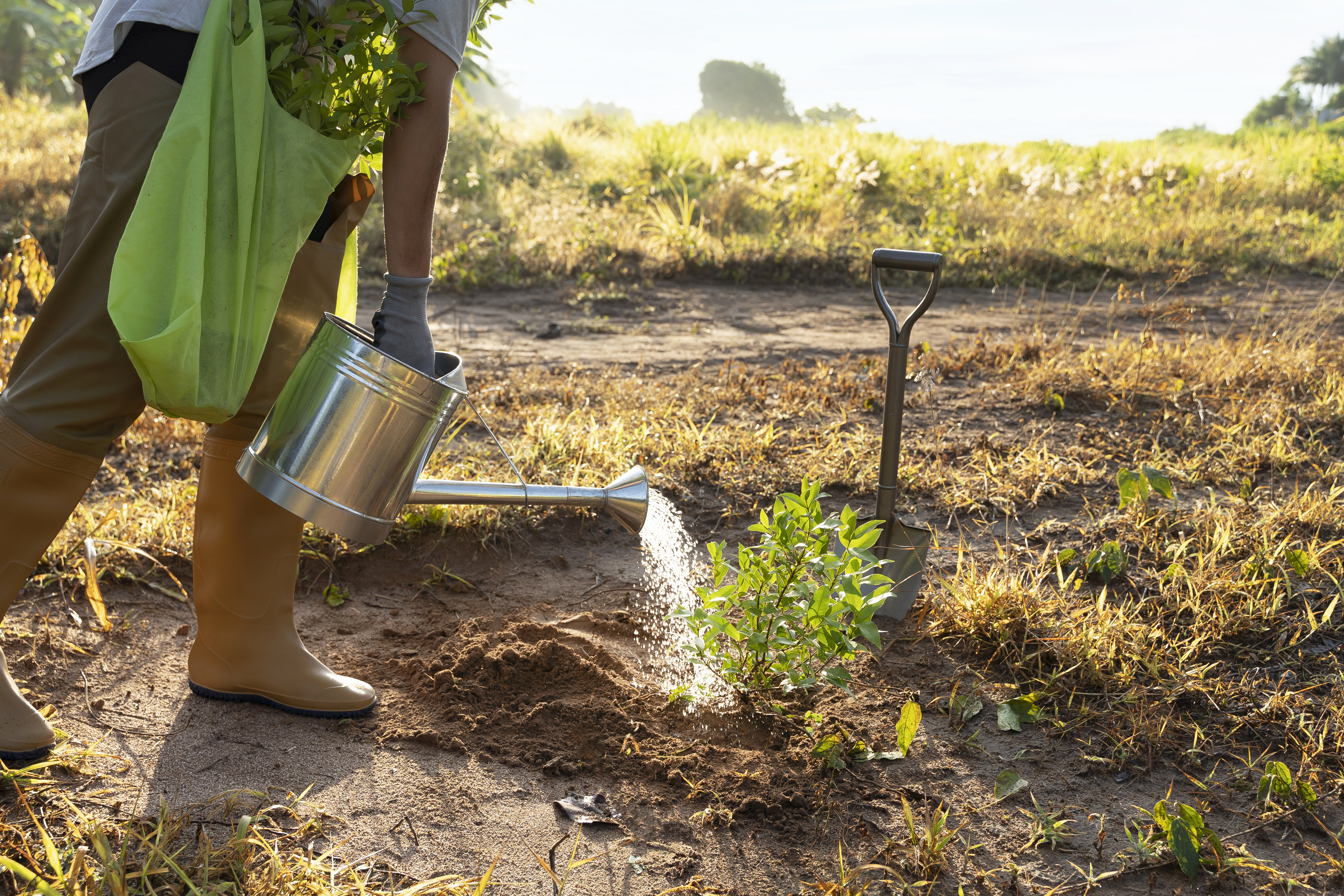 person watering newly planted tree outside person watering newly planted tree outside