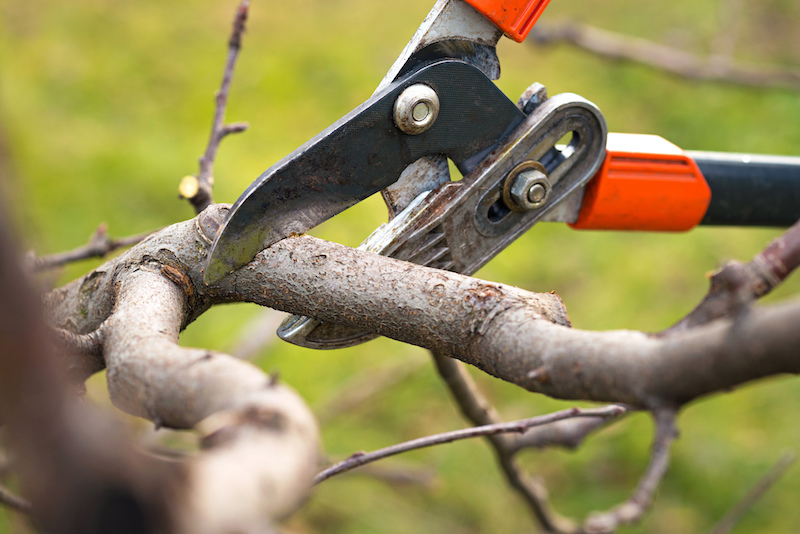 tree prunning a limb tree prunning a limb
