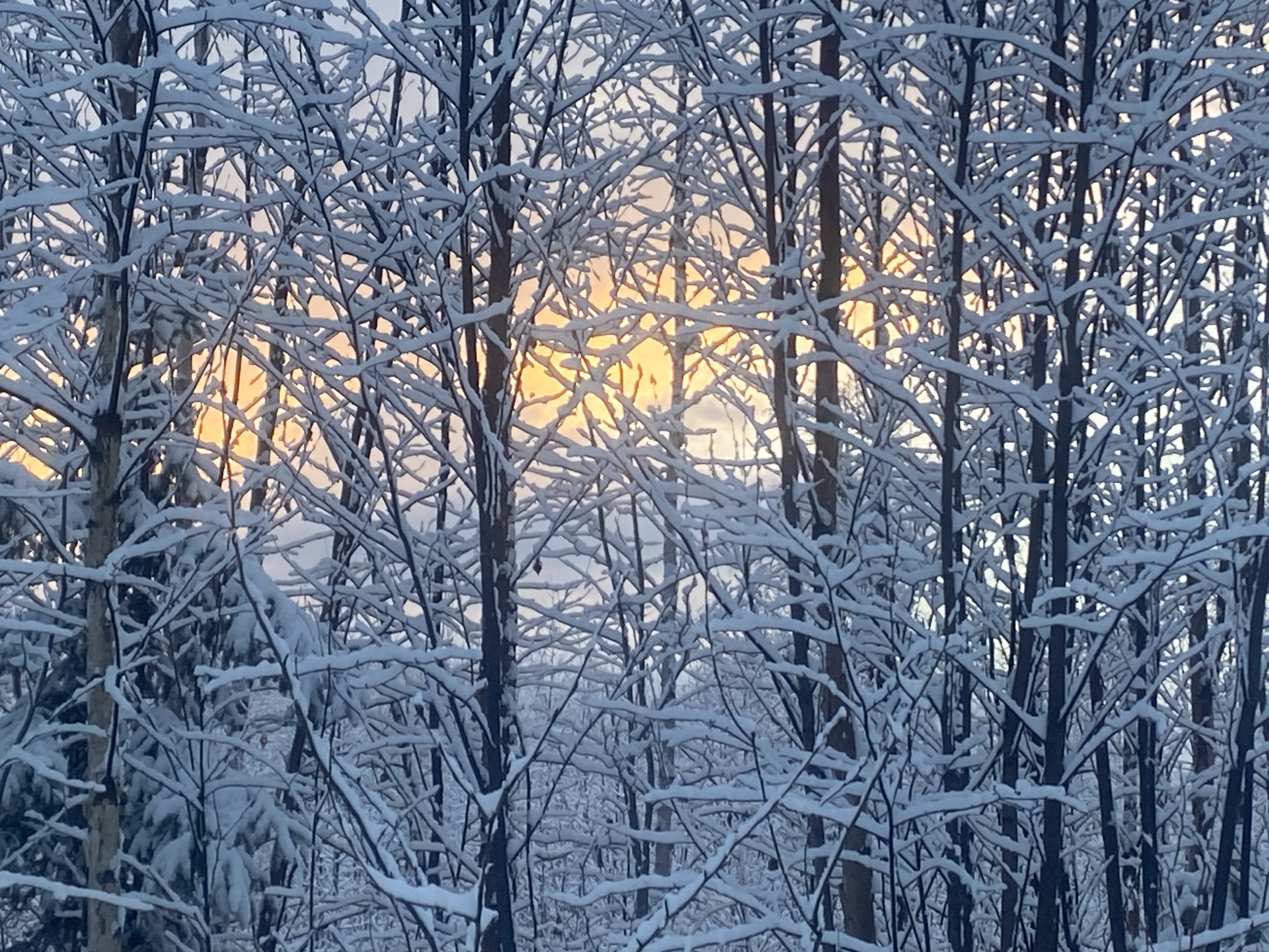 snow covered poplar trees with soft winter sunset behind