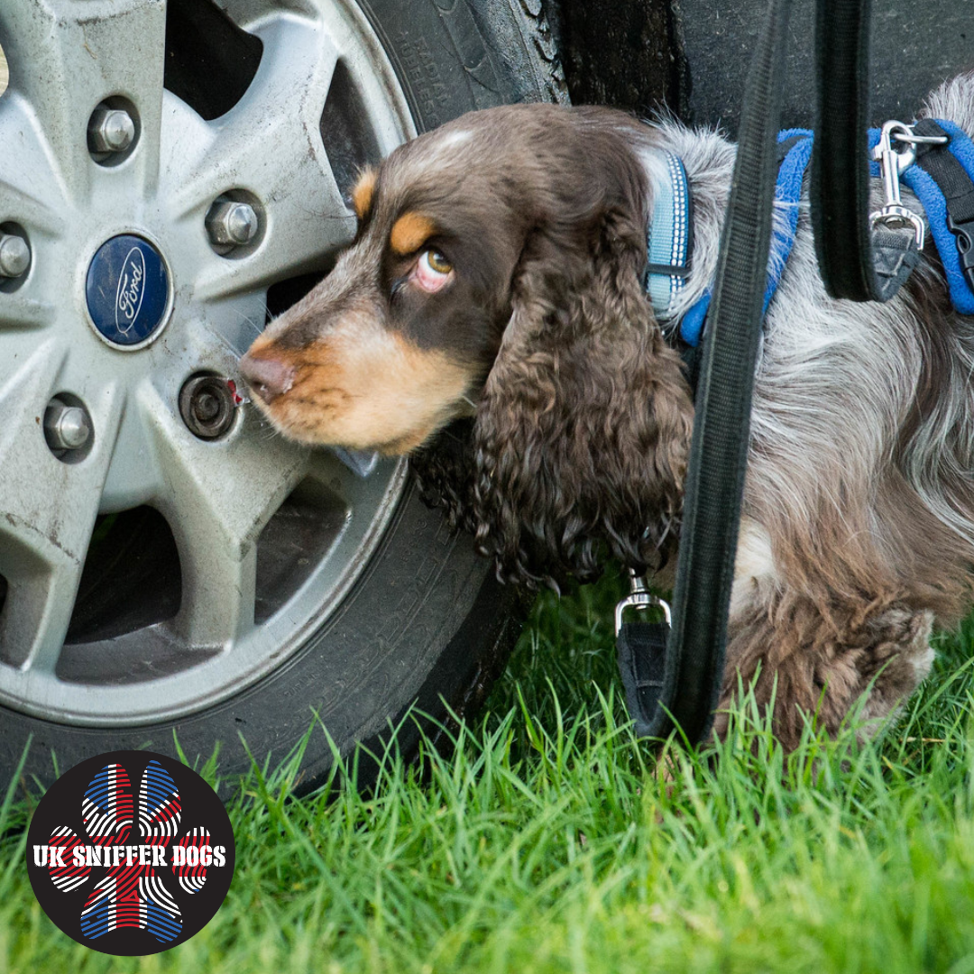 Uk Sniffer Dog Spanial scent work 