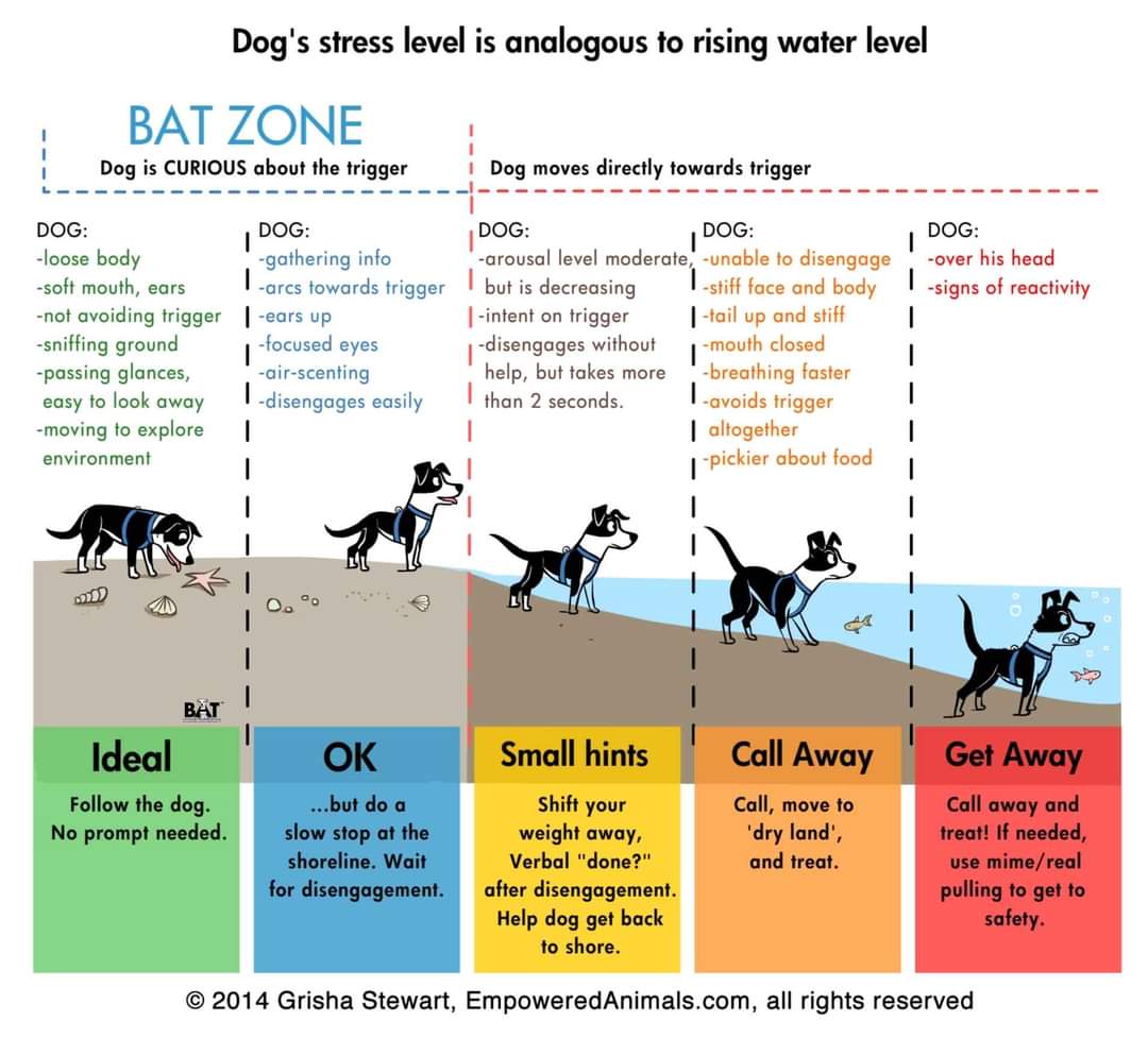 bat behaviour chart