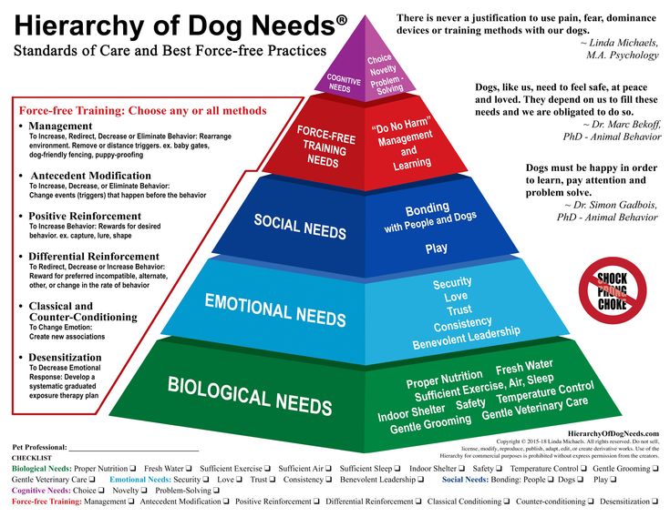 Hierachy of dogs needs
