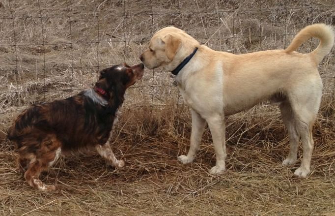 two dogs meeting